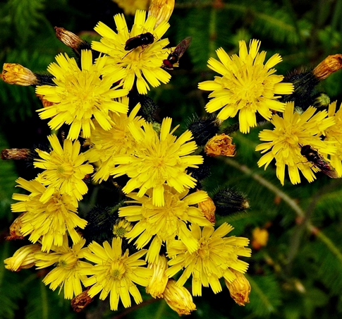 {Hieracium caespitosum}